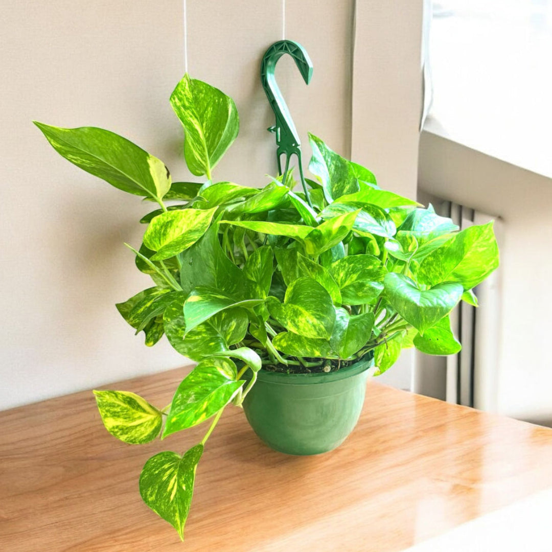 Epipremnum aureum in hanging pot
