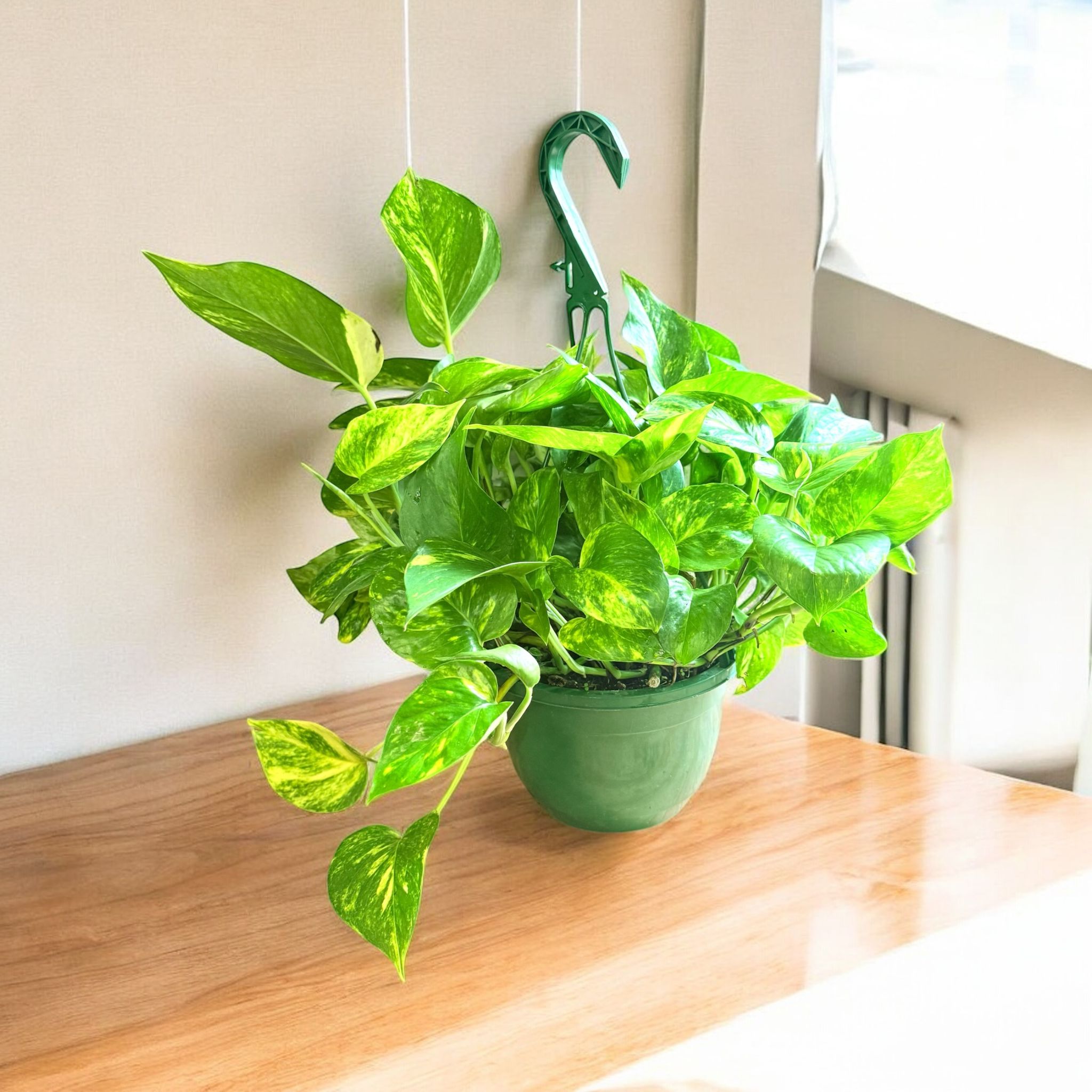 Epipremnum aureum in hanging pot