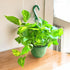 Epipremnum aureum in hanging pot