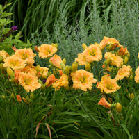 Hemerocallis Rainbow Rhythm 'Orange Smoothie' - [EG]