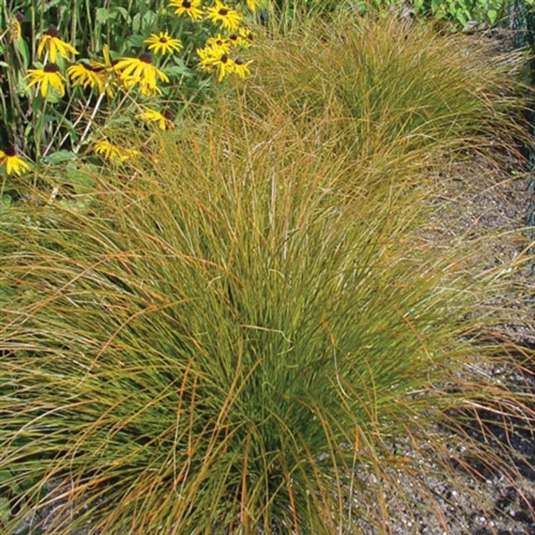 Grass: Carex testacea &