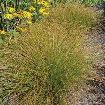 Grass: Carex testacea &