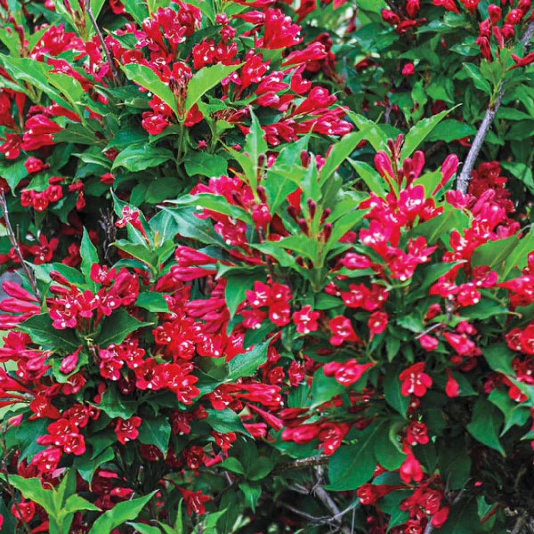 Red Cardinal Weigela