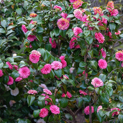 Pink Perfection Camellia Shrub