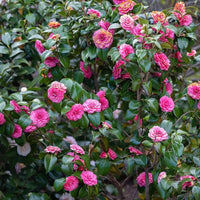 Pink Camellia japonica Flower Cluster