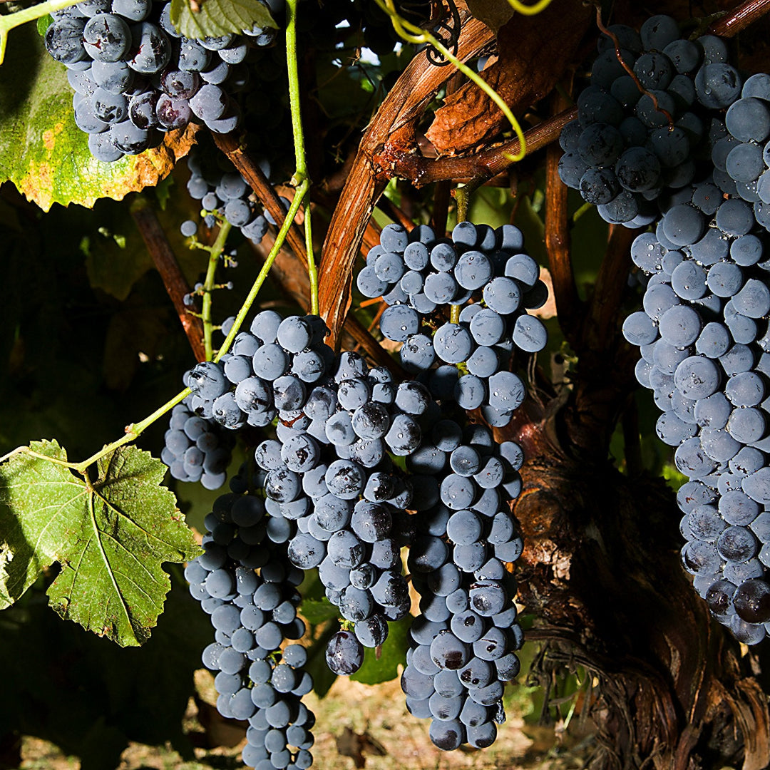 Black Spanish Grape Vine Shrub