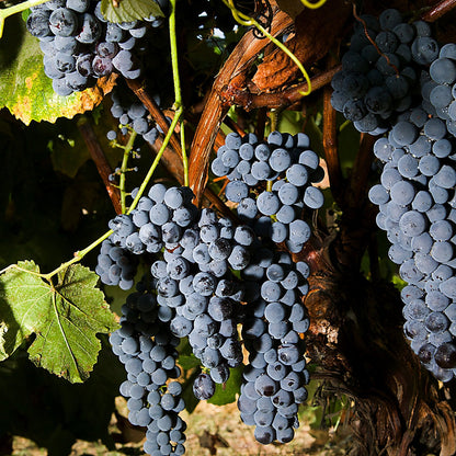 Black Spanish Grape Vine Shrub