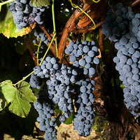Black Spanish Grape Vine Shrub