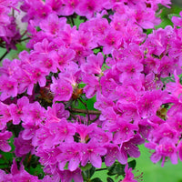 Purple Formosa Azalea Shrub