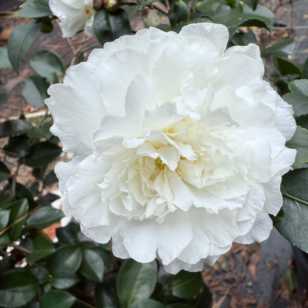 October Magic Ivory Camellia