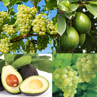 Healthy grape vine with green leaves