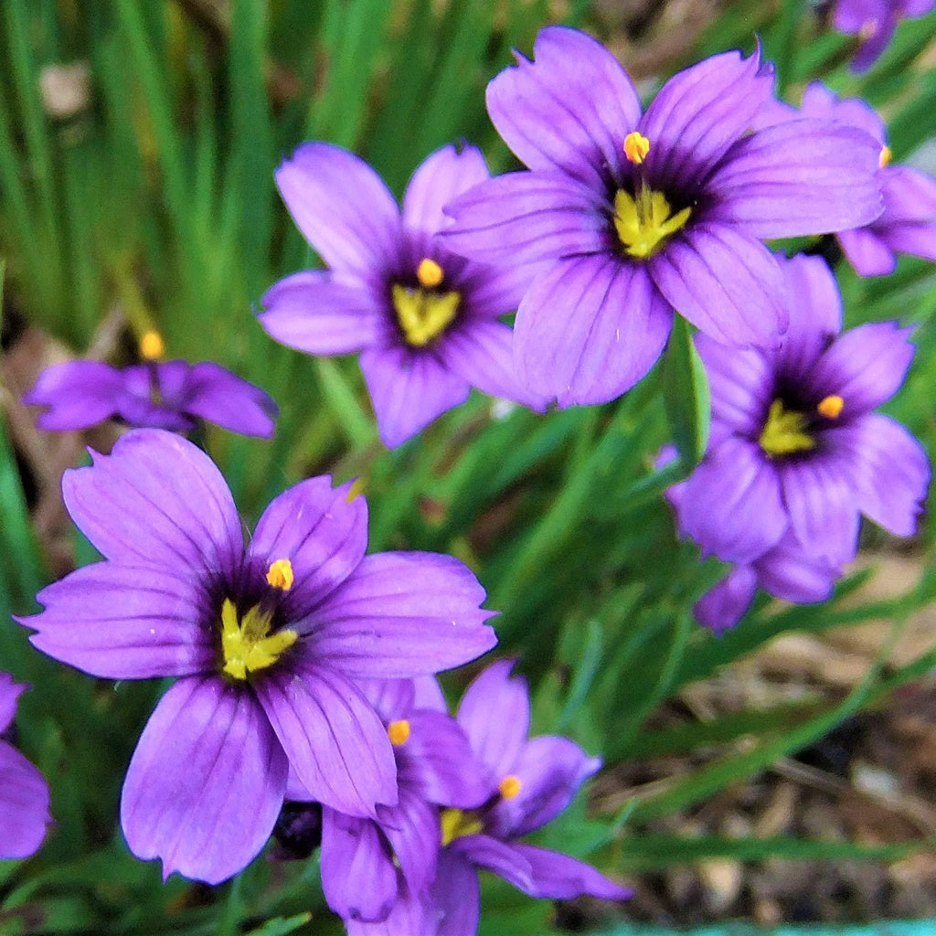 Blue-Eyed Grass: Sisyrinchium Angustifolium 'Blue Note'