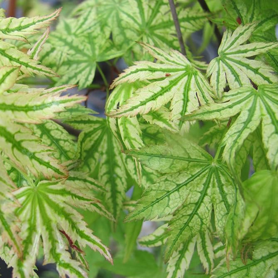 Alpenweiss Japanese Maple Tree