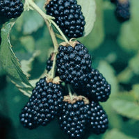 Kiowa Thorny Upright Blackberry That Produces Extremely Large Fruit