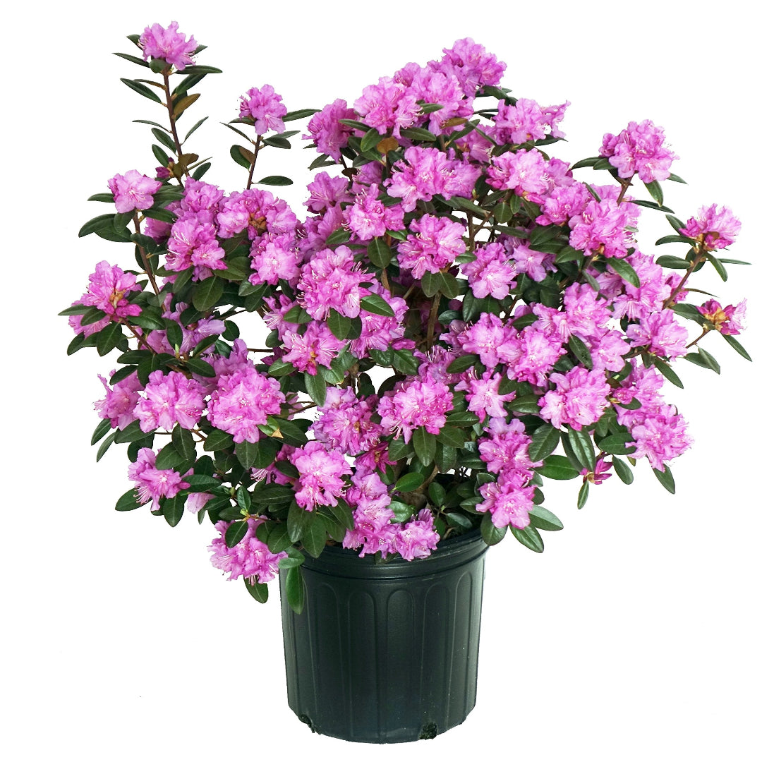PJM Elite Rhododendron