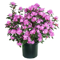 PJM Elite Rhododendron