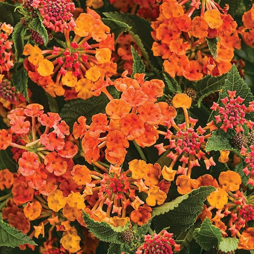 Luscious Marmalade Lantana