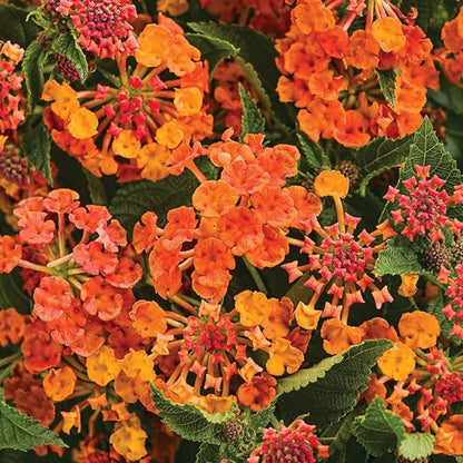 Luscious Marmalade Lantana