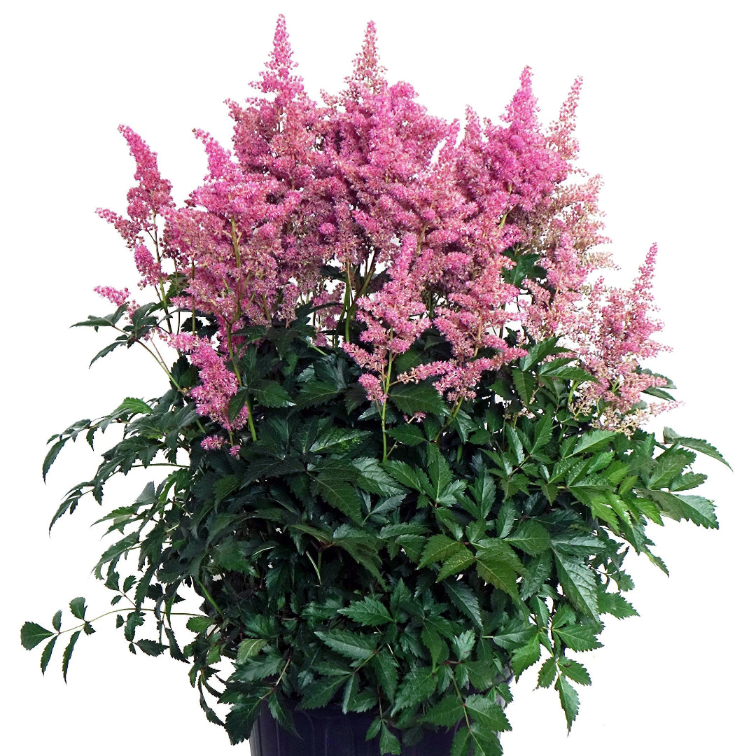 Astilbe X Arendsii Rheinland, False Spirea