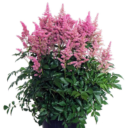 Astilbe X Arendsii Rheinland, False Spirea