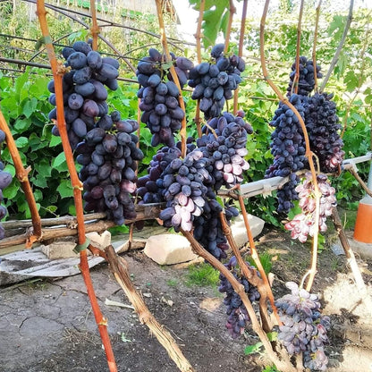 Grapes Variety Pack of 2 Combo