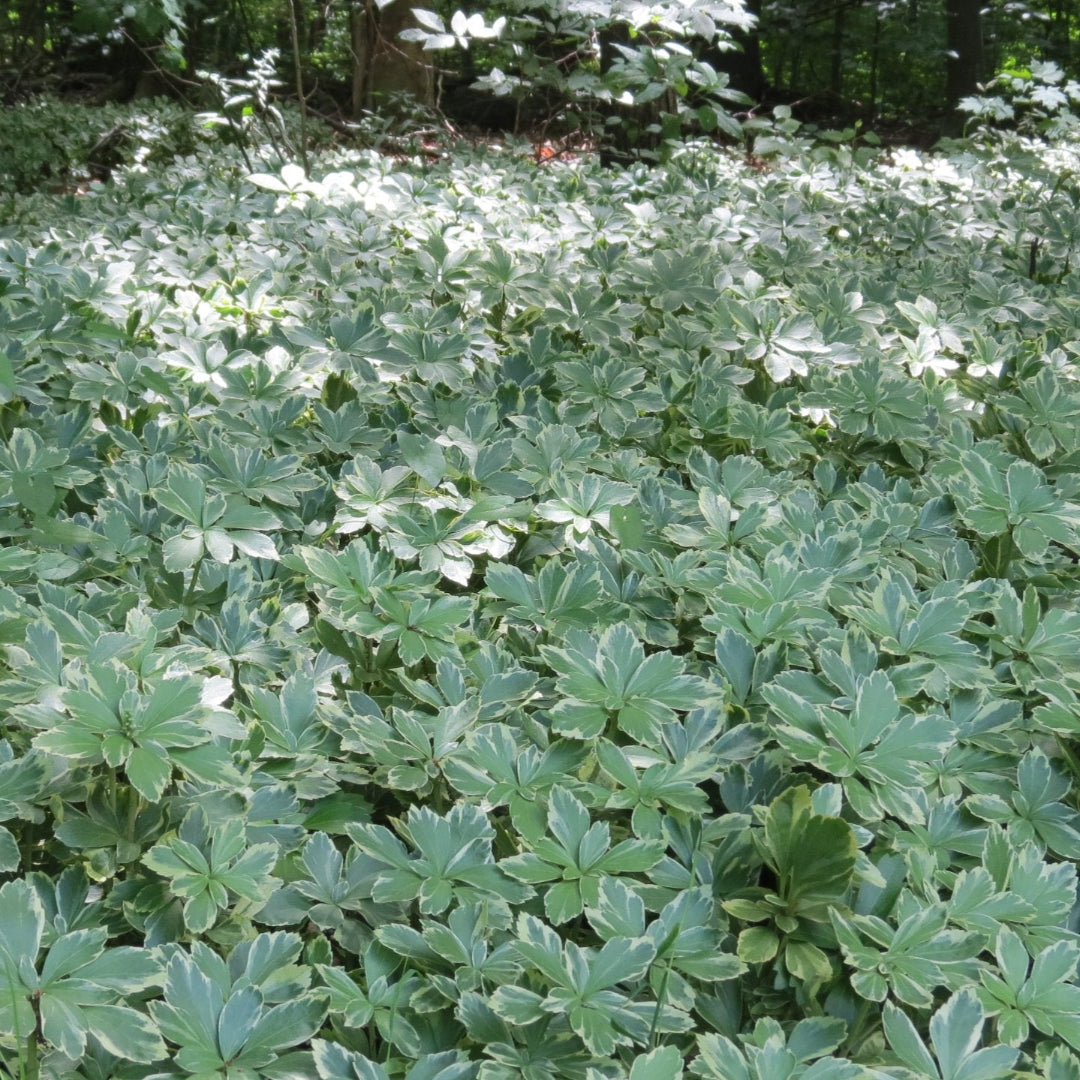 Japanese Spurge Silver Edge foliage in garden