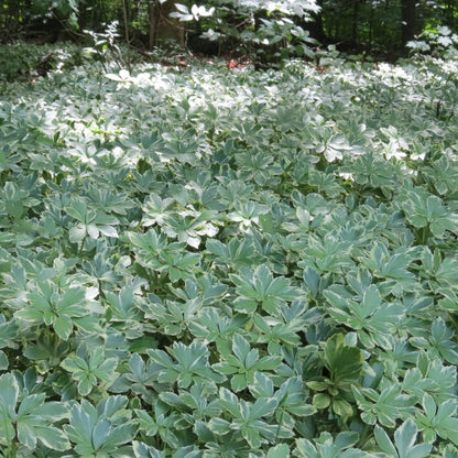 Japanese Spurge Silver Edge foliage in garden