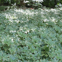 Japanese Spurge Silver Edge foliage in garden