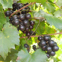 Scarlett Muscadine Grape Vine Shrub