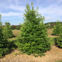 Savannah Holly evergreen foliage close-up