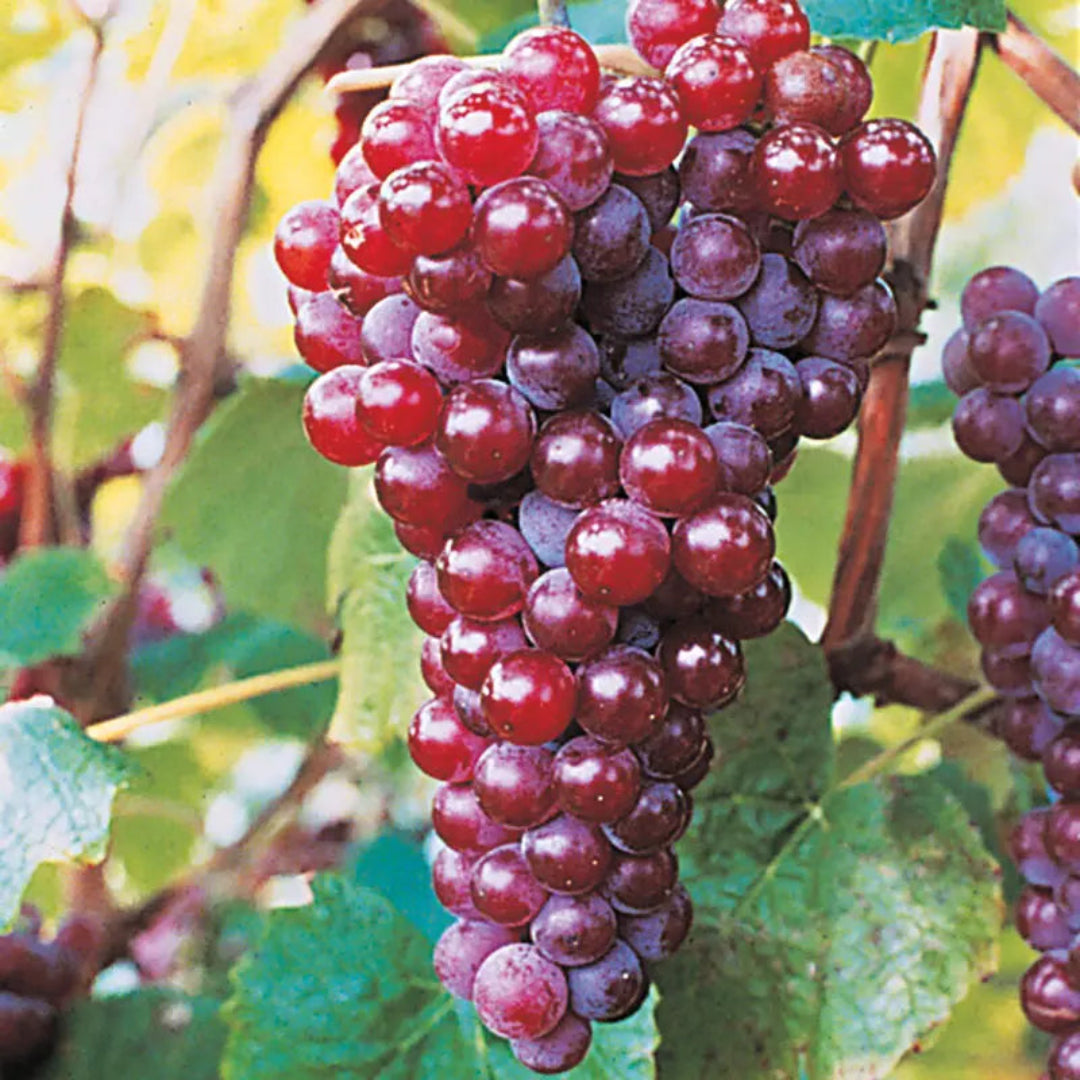 Canadice Red Seedless Grape