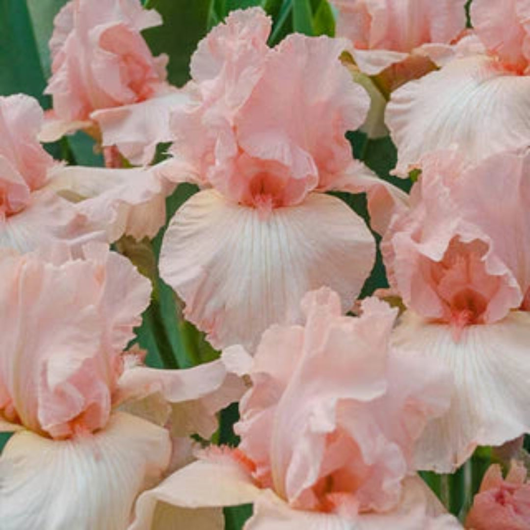 Iris germanica &
