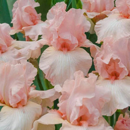 Iris germanica &