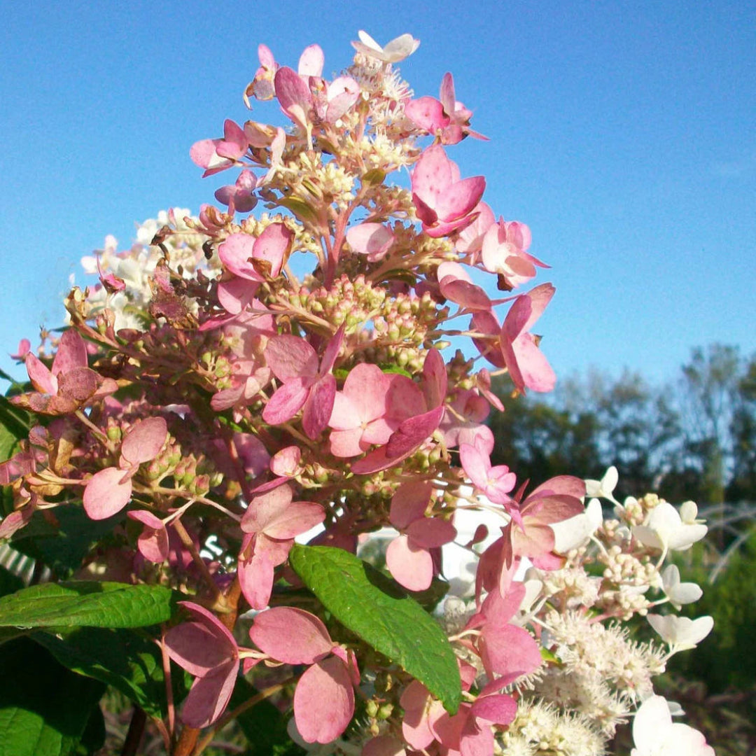 Pink Diamond Hydrangea, White Flowers
