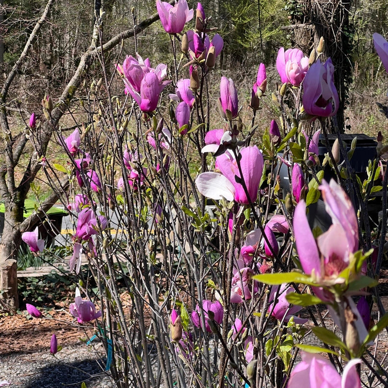Jane Magnolia Tree in Home Garden Landscape