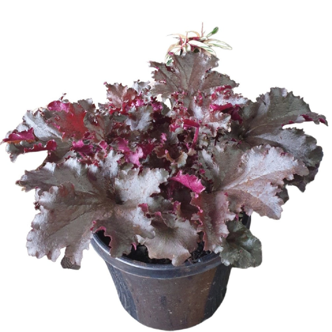 Heuchera ‘Black Taffeta’