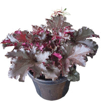 Heuchera ‘Black Taffeta’