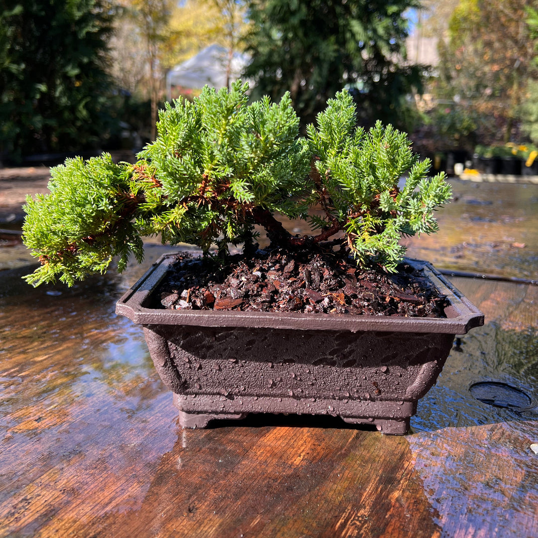 frost hardy plants for pots Juniper Bonsai
