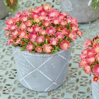 Delosperma Flashmob® 'Action Shot' PPAF - [EG]