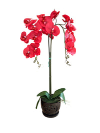 Elegant  Red Orchid in Black Ceramic Pot