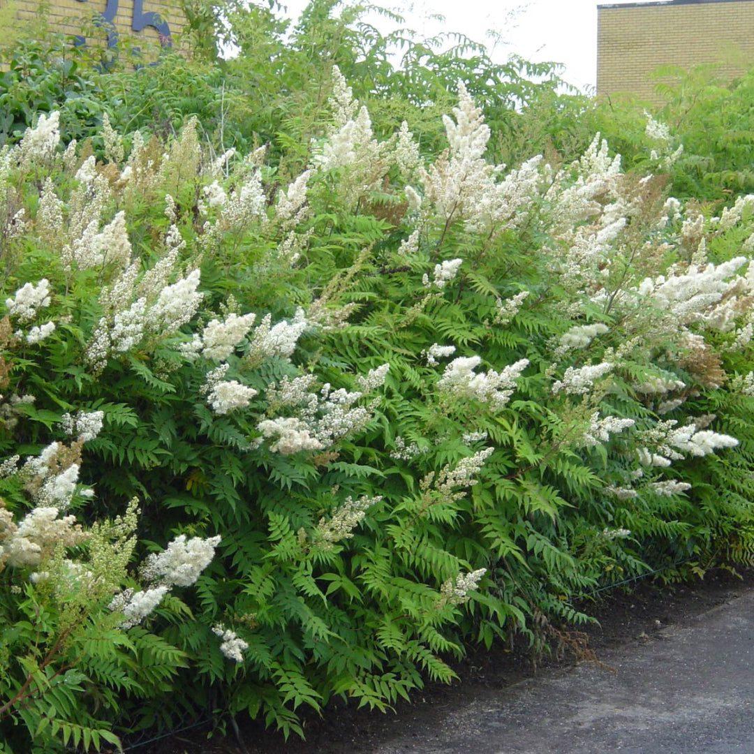 Coconut Butterfly Bush