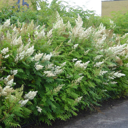 Coconut Butterfly Bush