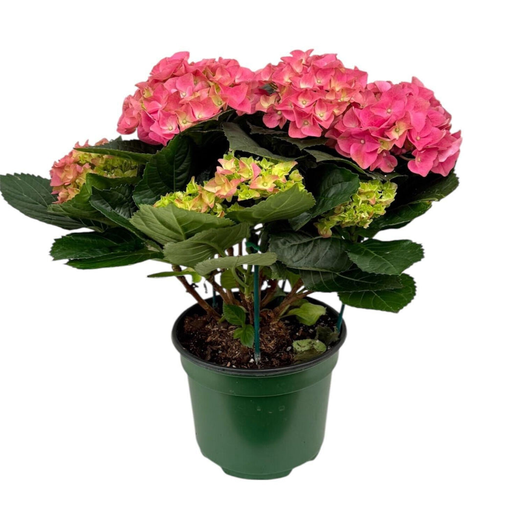 Early Rosa Hydrangea Plant