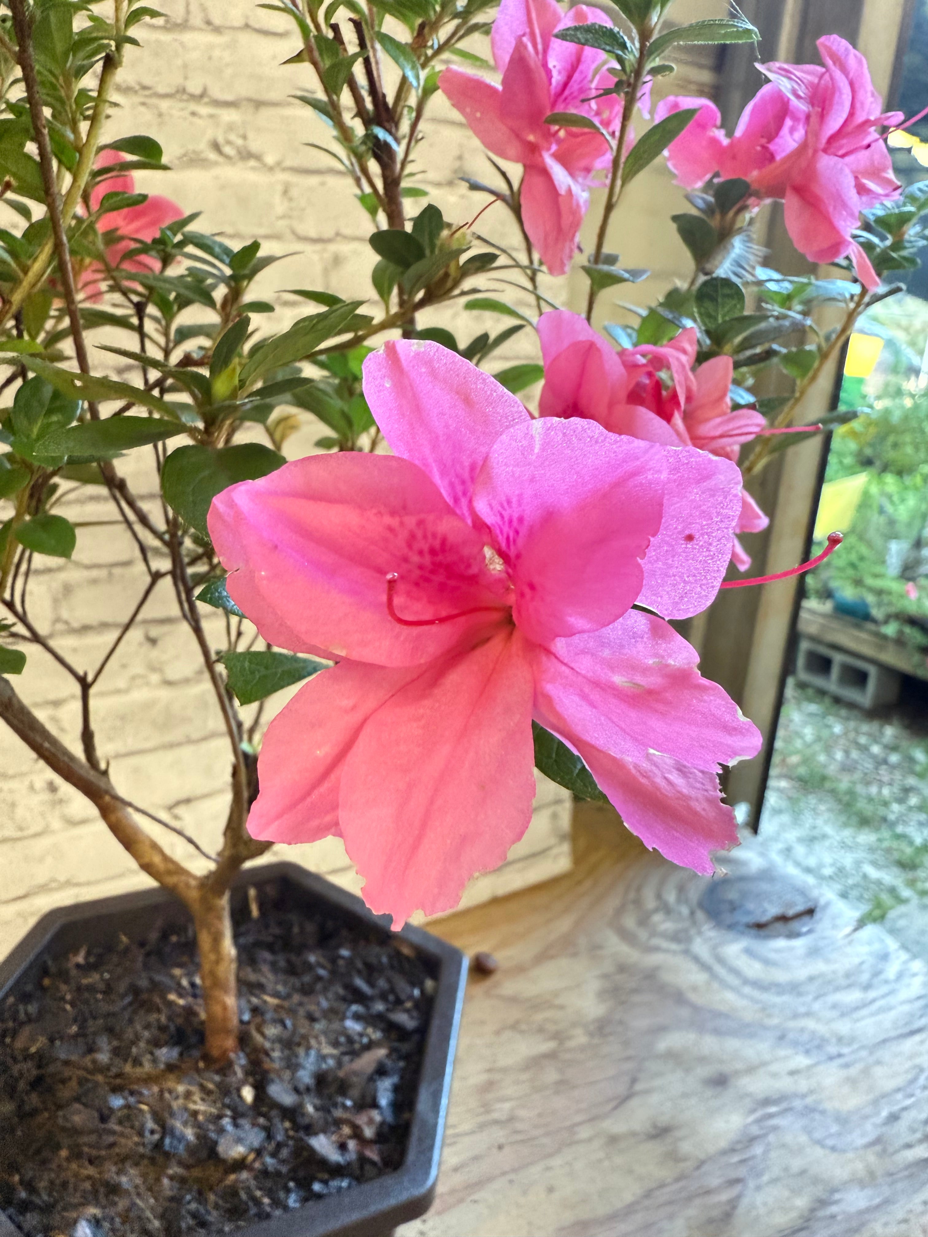 Bonsai Empress encore Azalea (Live Plant)