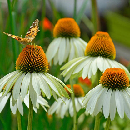 White Swan Coneflower perennial plant in bloom