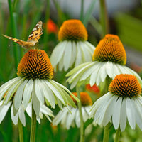 White Swan Coneflower perennial plant in bloom