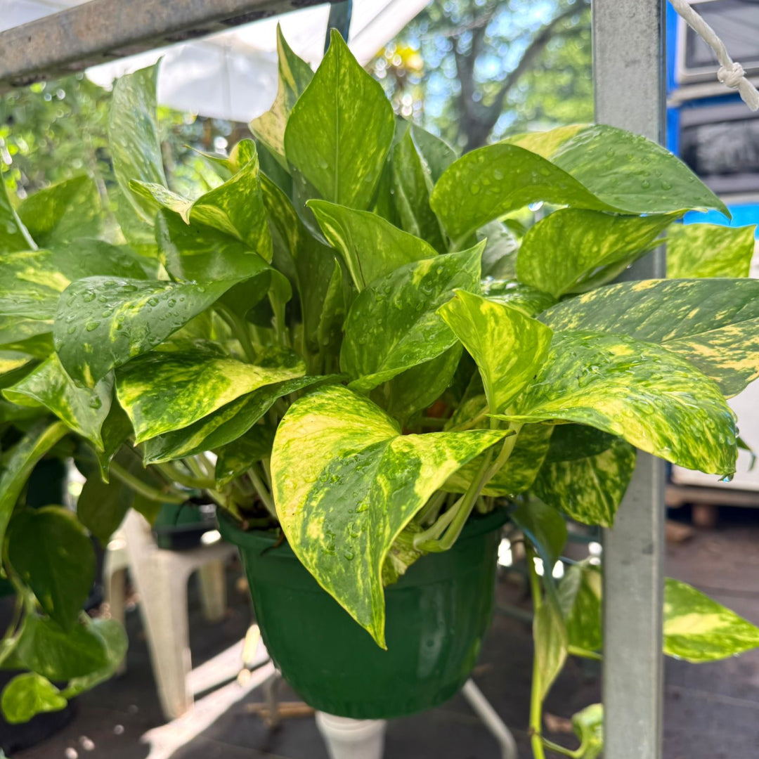 gold hanging plants Golden Pothos Hanging Basket – Air Purifying Indoor Plant