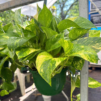 Variegated Golden Pothos leaves close-up