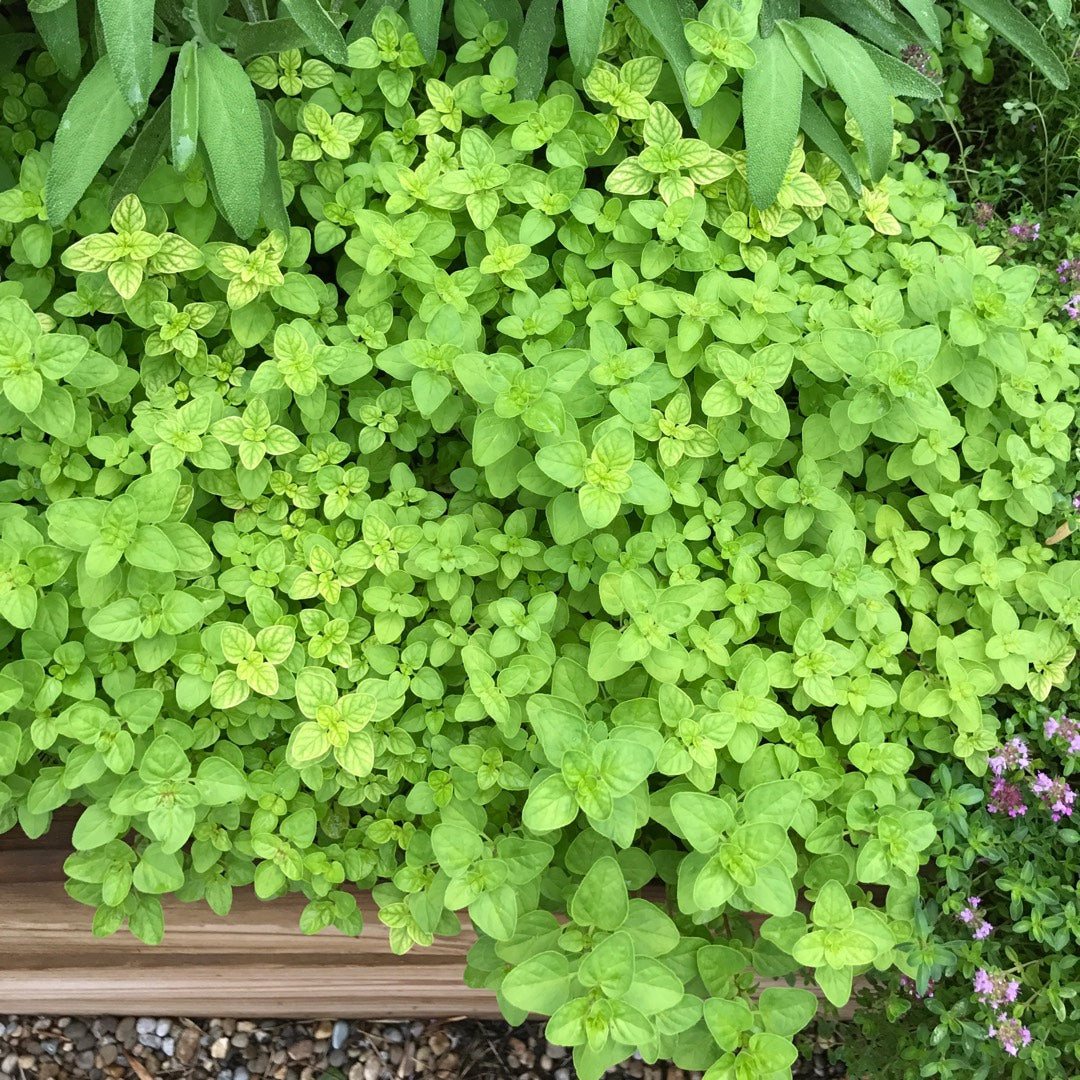 Origanum vulgare &