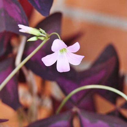 Oxalis Regnelli &
